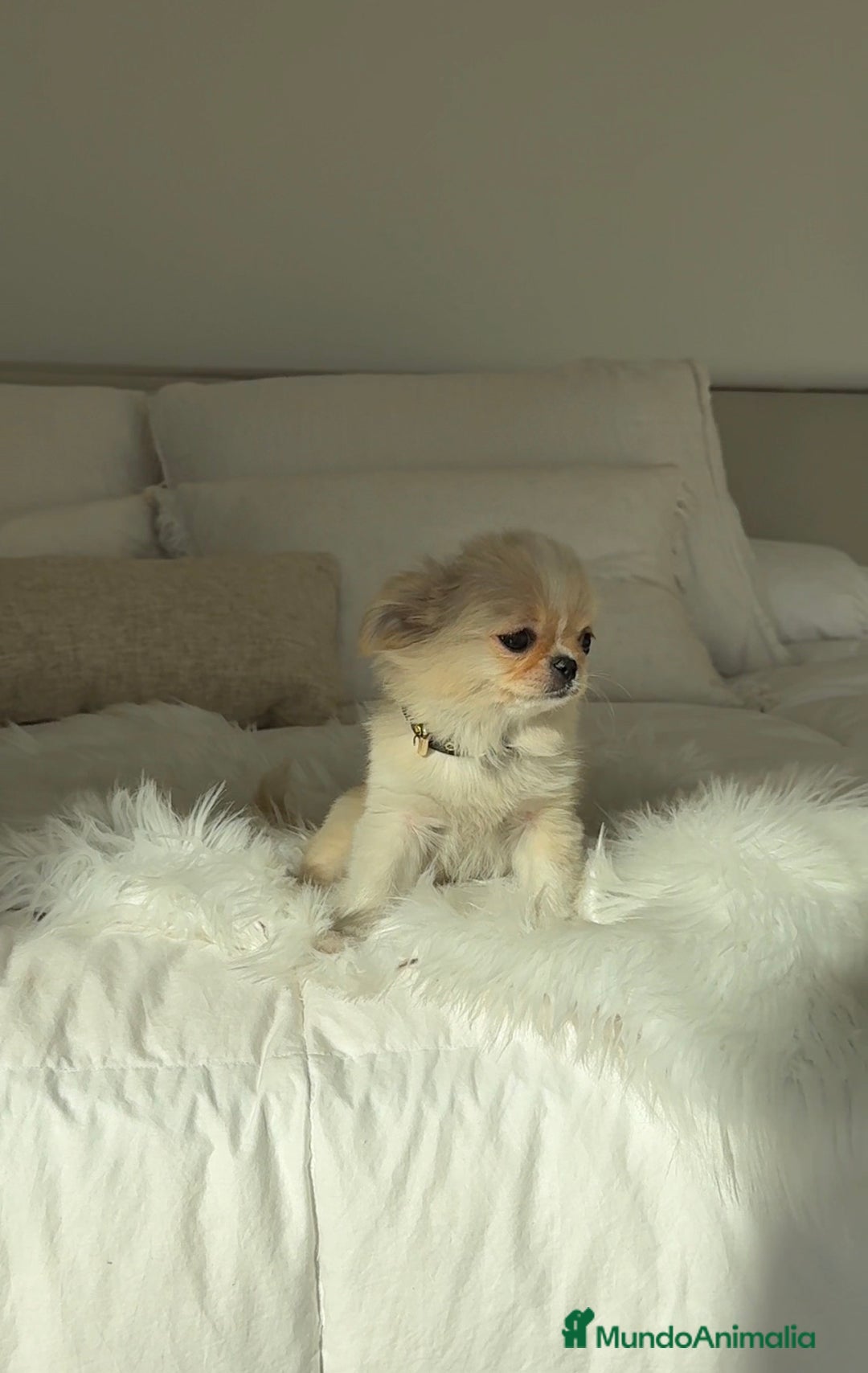 Chihuahua perros en venta: Chihuahua pelo largo - Anuncio 2