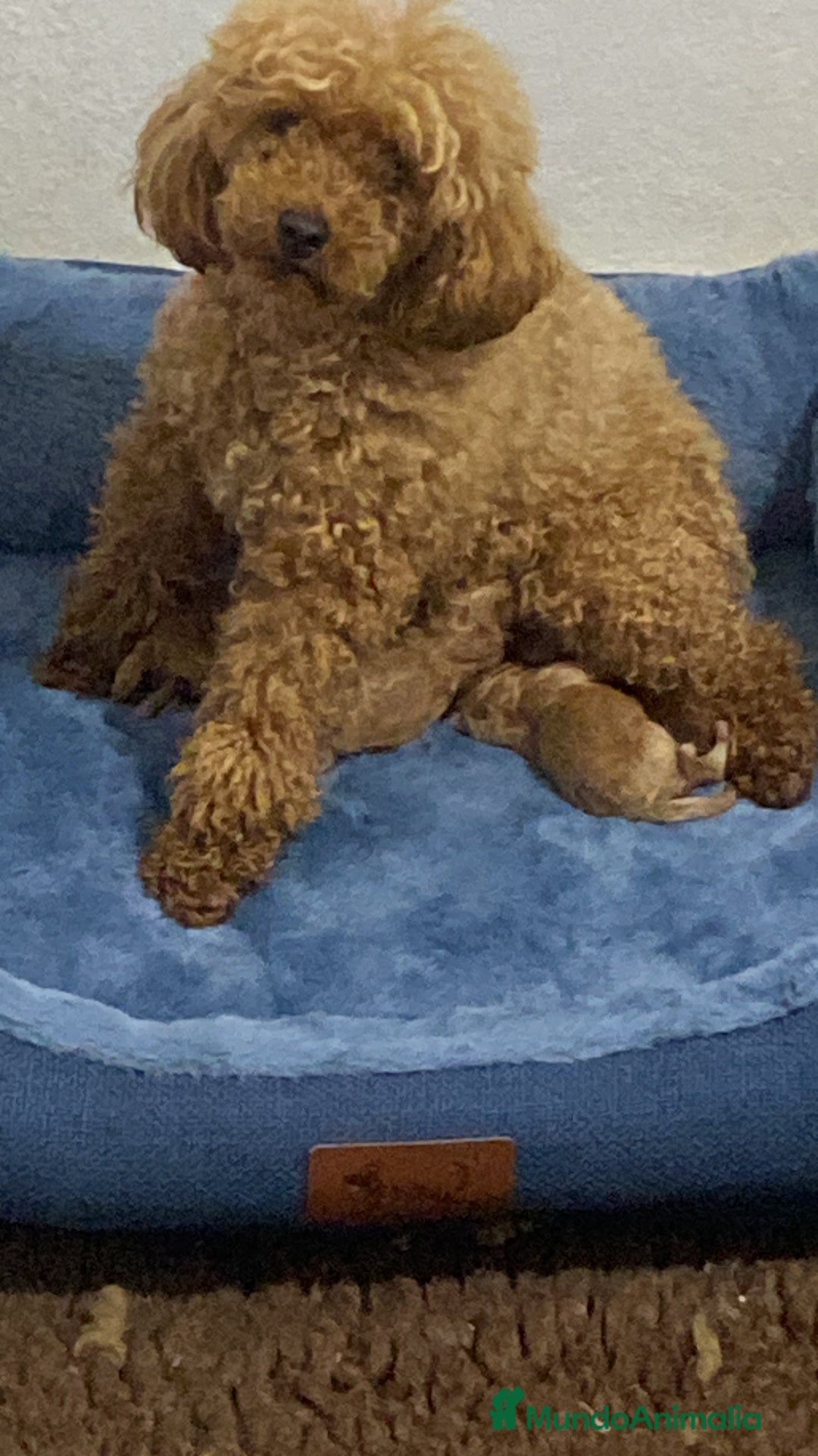 Caniche Enano perros en venta: Caniche enano - Imagen 11