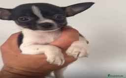 Chihuahua perros en venta: Chihuahuas merles - Imagen 12