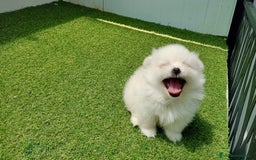 Pomerania perros en venta: Lulu Pomerania  - Imagen 8