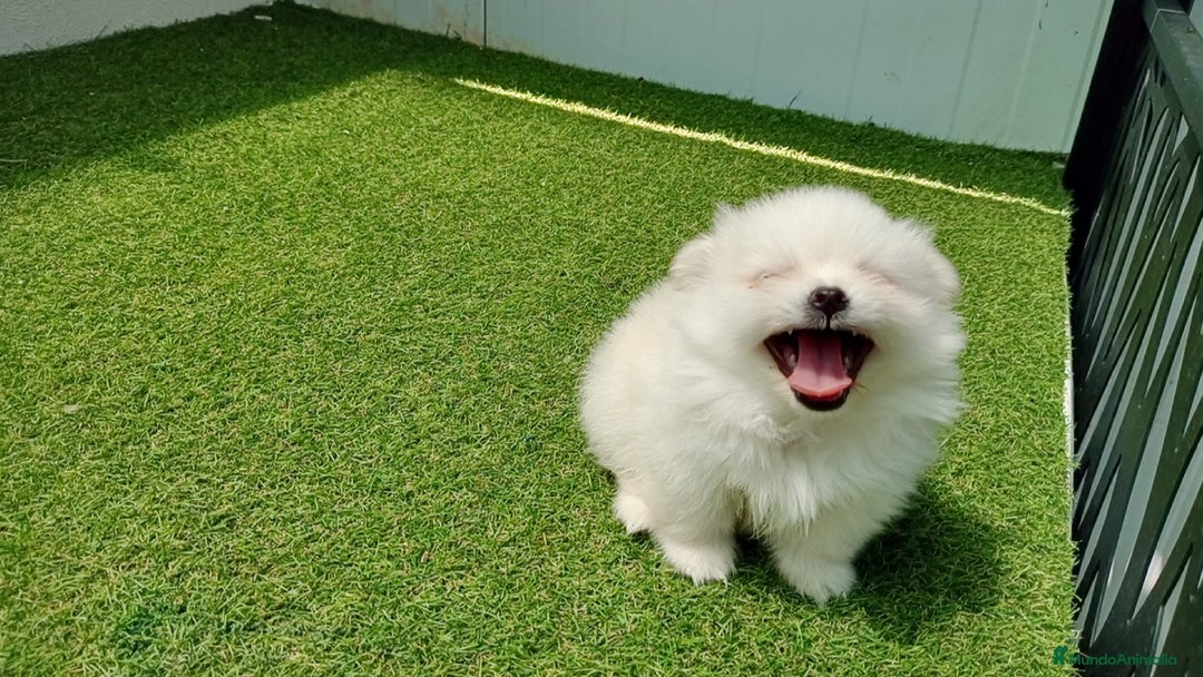 Pomerania perros en venta: Lulu Pomerania  - Imagen 8