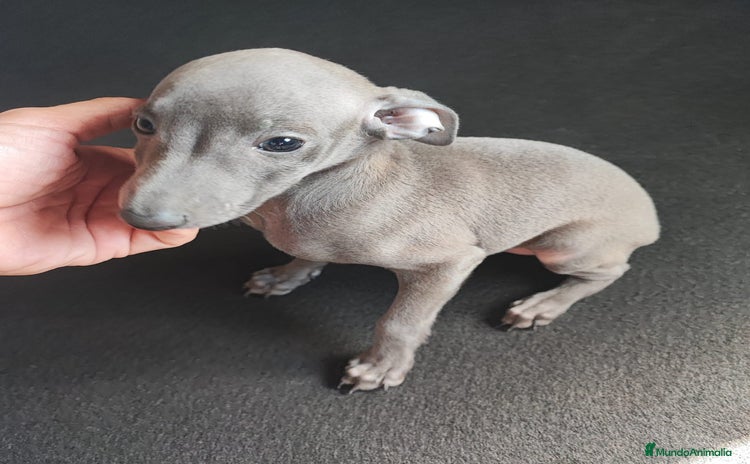 Pequeño Lebrel Italiano perros - Anuncio 1