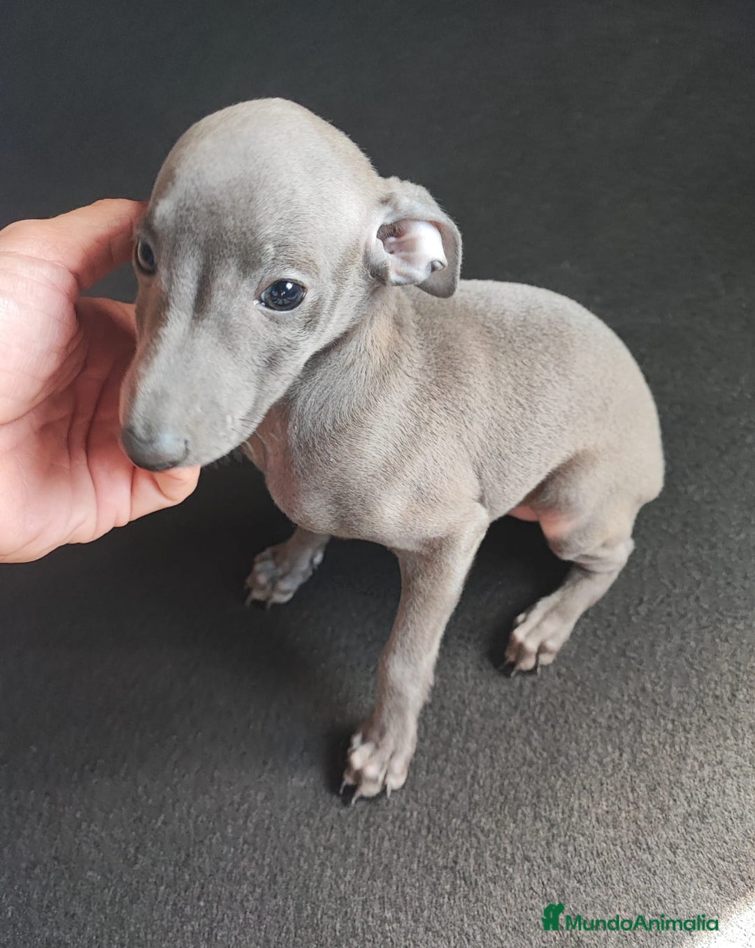 Pequeño Lebrel Italiano perros en venta: Galgo italiano (machos) - Imagen 1