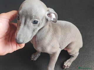 Pequeño Lebrel Italiano perros - Anuncio 16