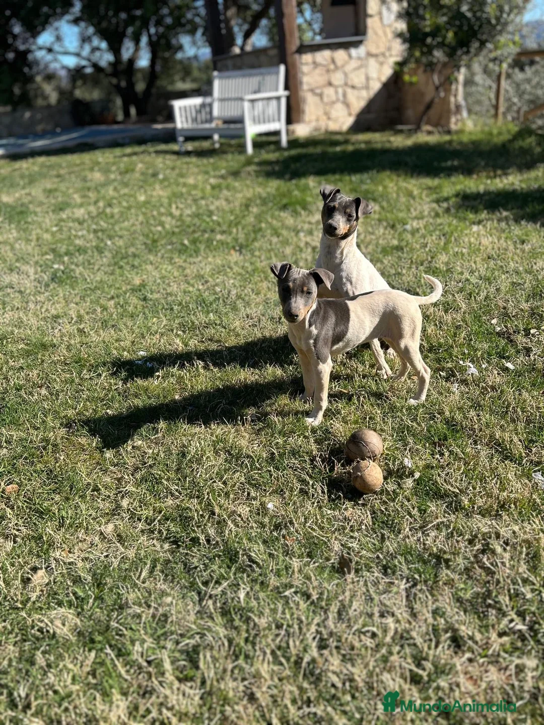 Ratonero Bodeguero Andaluz perros en venta: Bodeguero blue - Anuncio 4