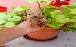 Caniche Toy perros en venta: Caniche toy - Imagen 3