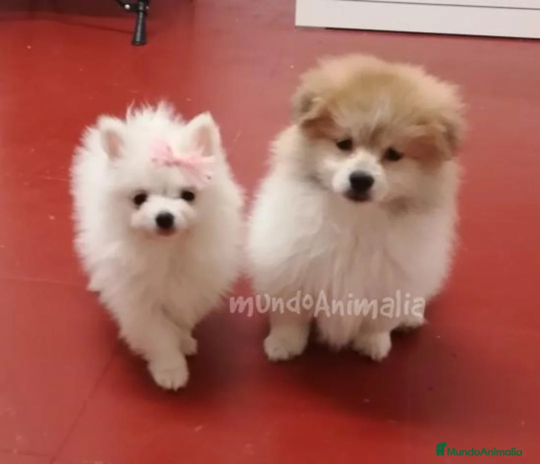 Imagen de galería {{count}}