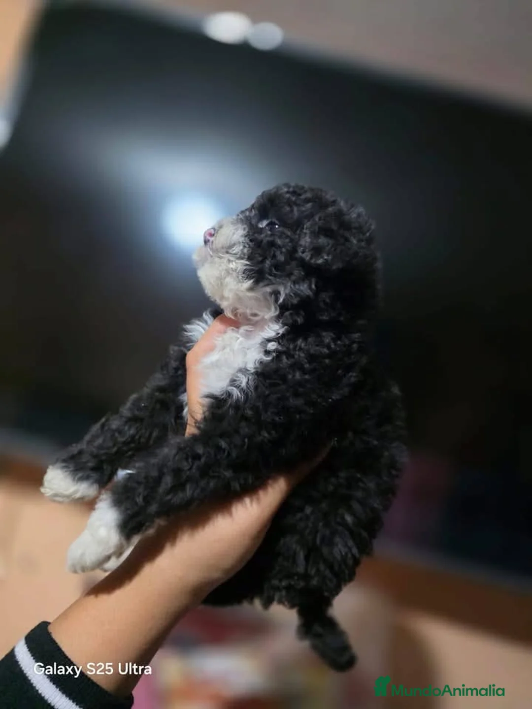 Perro de Agua Español perros en venta: Perro de agua español  - Anuncio 3