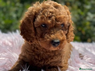 Caniche Toy perros - Anuncio 28