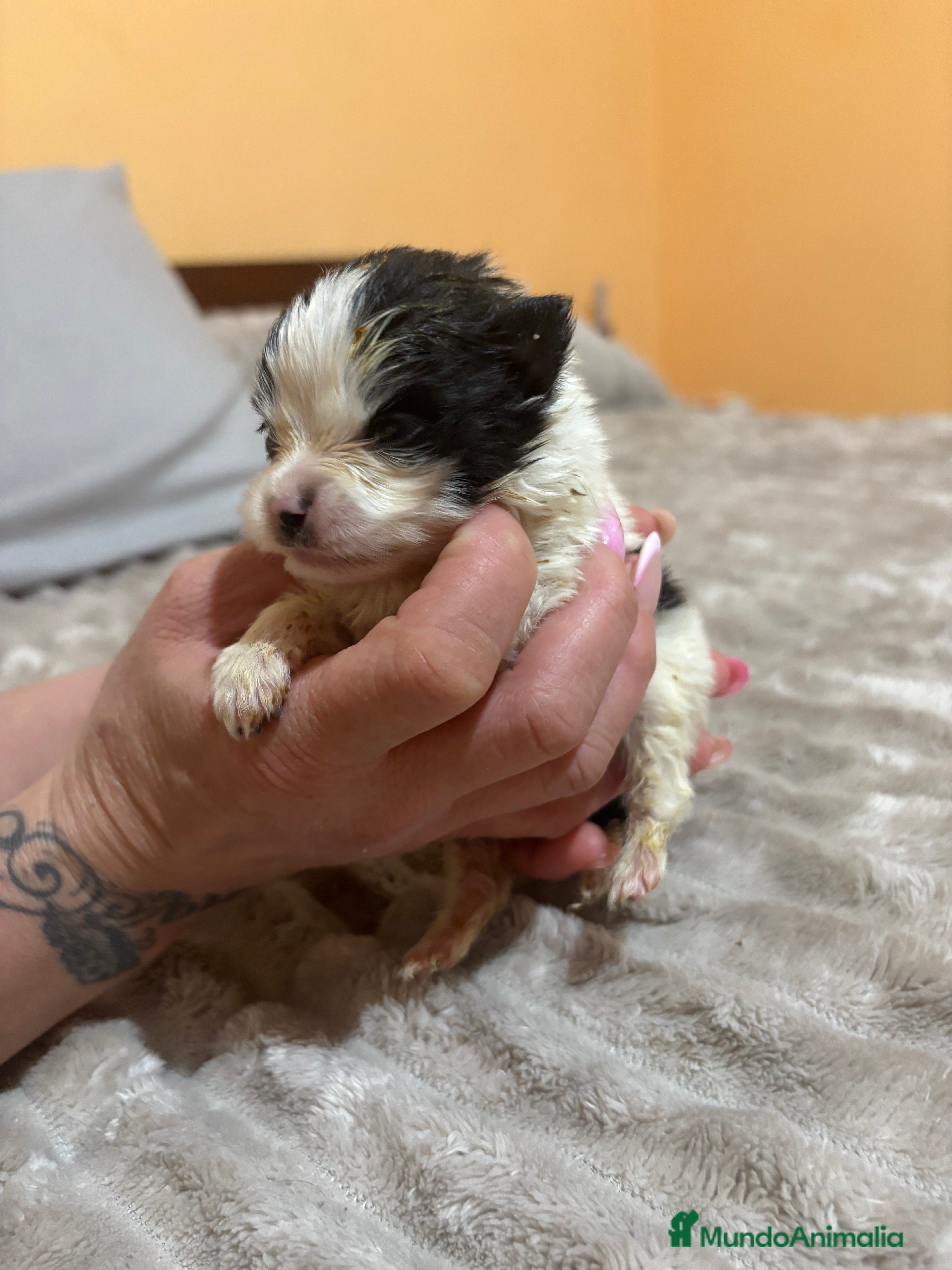 Pomerania perros Lulu Pomerania macho party  - Anuncio 2