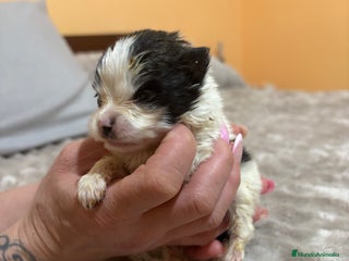 Pomerania perros Lulu Pomerania macho party - Anuncio 2