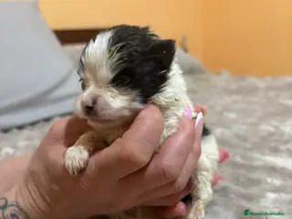 Pomerania perros Lulu Pomerania macho party - Anuncio 20