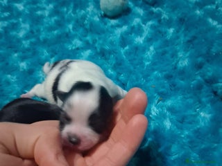 Pomerania perros Hembras de pomerania enanas - Anuncio 5