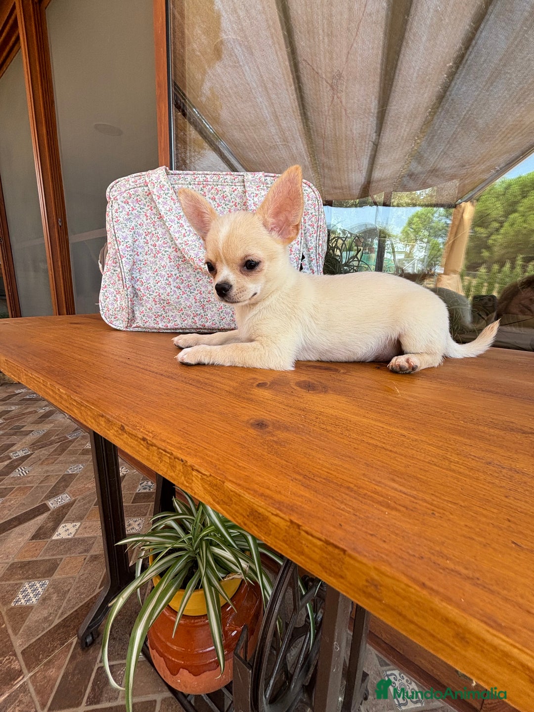 Chihuahua perros en venta: Chihuahua Toy Hwmbra  - Anuncio 3