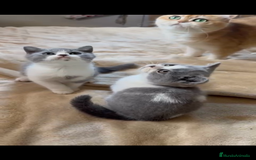 Británico de Pelo Corto gatos en venta: Cachorro british bicolor azul - Imagen 3