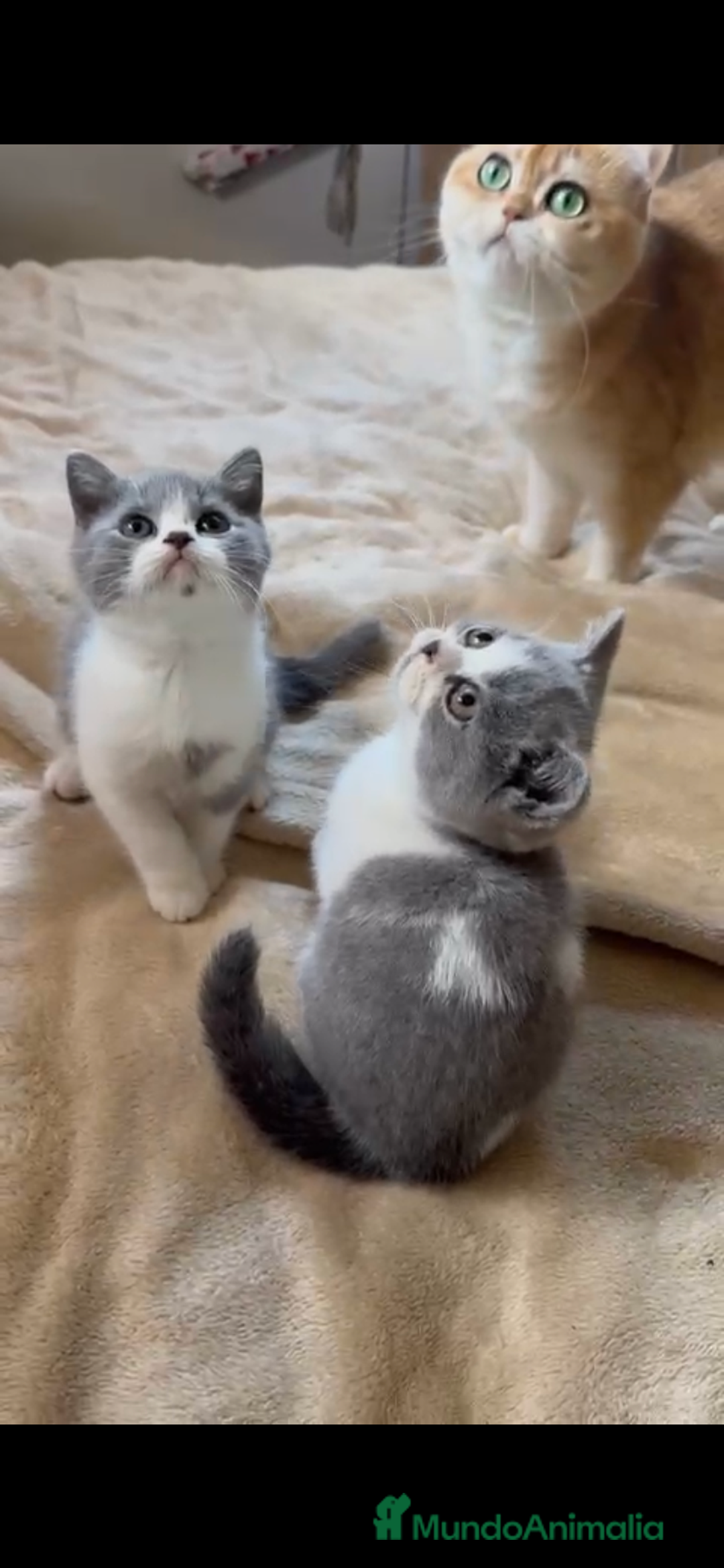 Británico de Pelo Corto gatos en venta: Cachorro british bicolor azul - Imagen 3