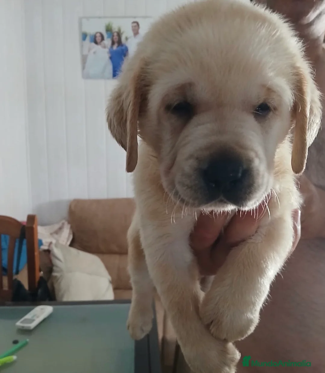Labrador Retriever perros en venta: Espectácular camada de labrador retriever🐶🐾  - Anuncio 2