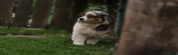 Pastor Australiano perros en venta: Cachorros Pastor Australiano - Anuncio 7
