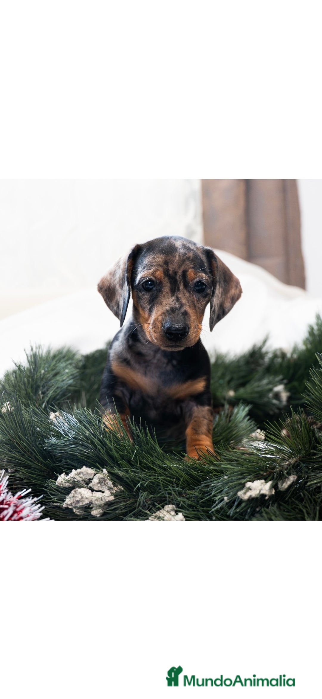 Teckel Miniatura perros en venta: Camada de Teckel miniatura 💙 - Anuncio 10