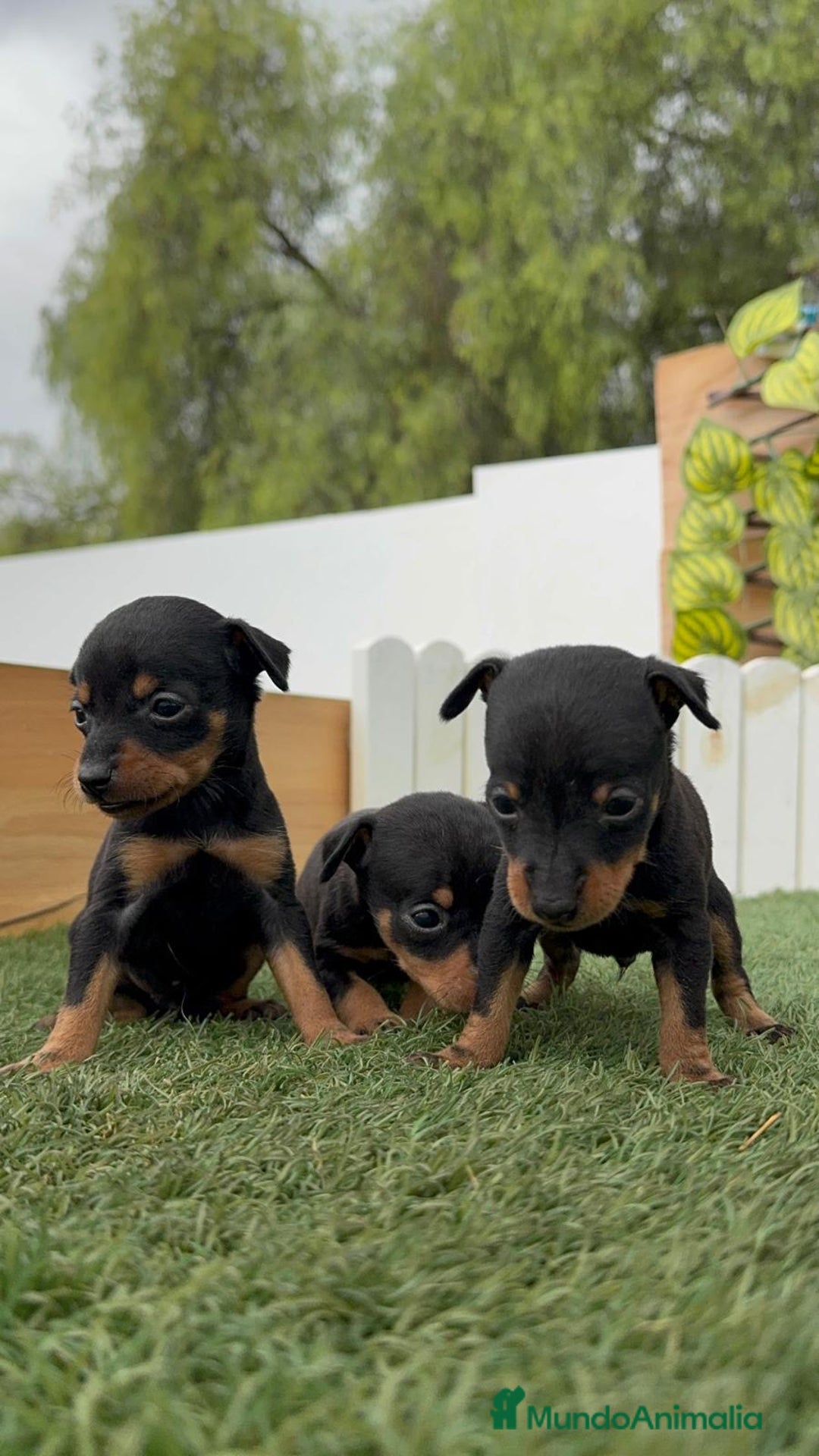 Pinscher Miniatura perros en venta: PINSCHER MINIATURA HEMBRAS - Imagen 10