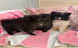 Pomerania perros en venta: POMERANIA MICRO TOY - Imagen 2