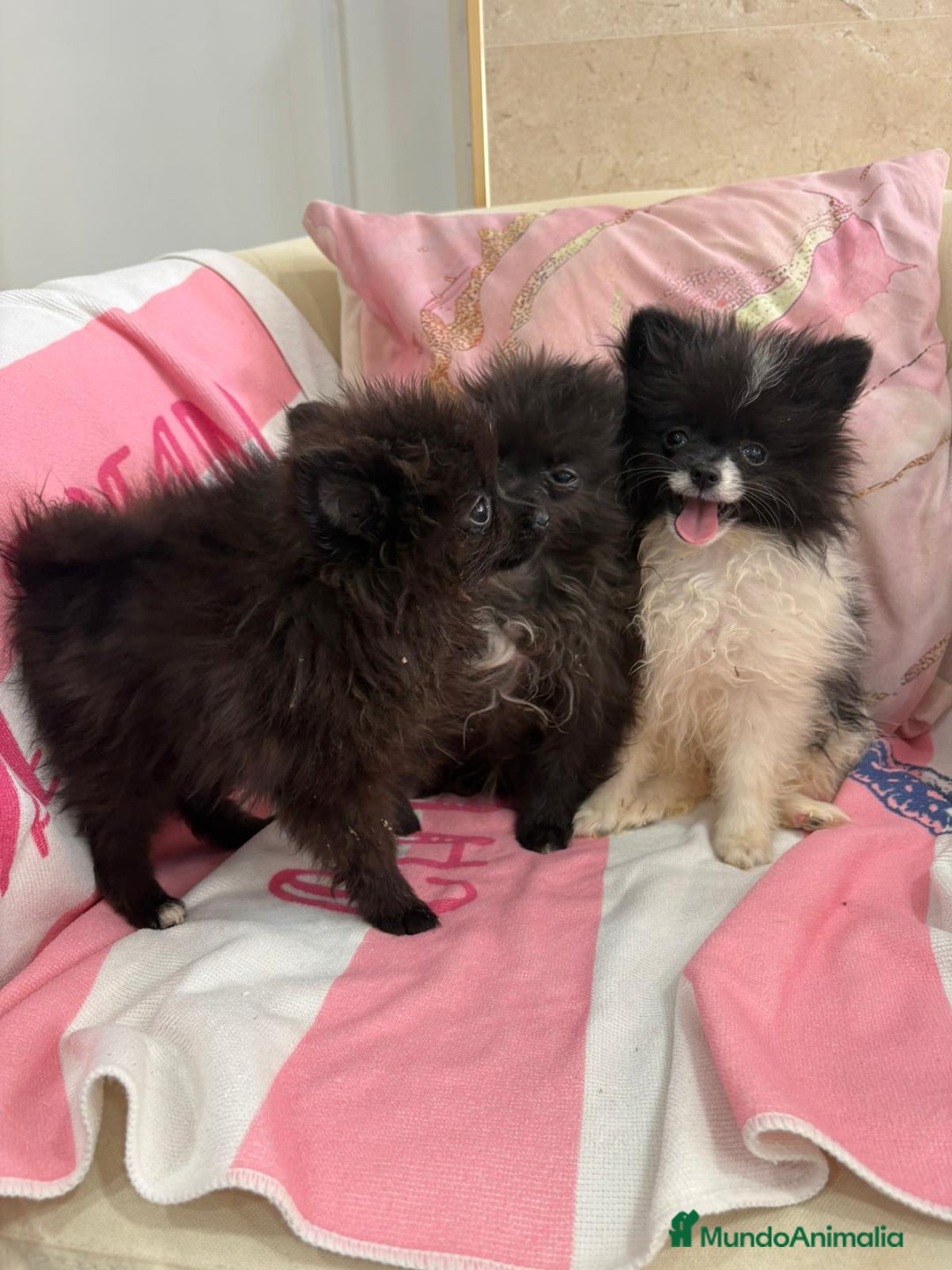 Pomerania perros en venta: POMERANIA MICRO TOY - Imagen 2
