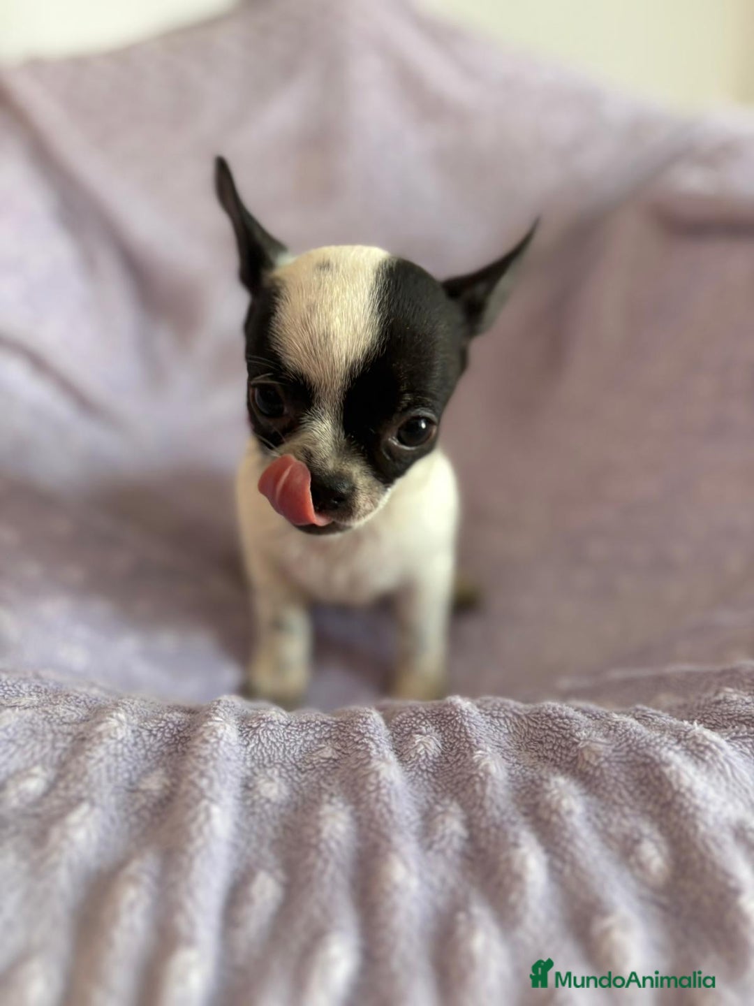 Chihuahua perros en venta: Último macho micro - Imagen 5