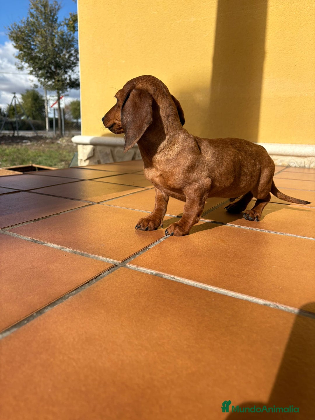 Teckel perros en venta: Teckel kaninchen merle chocolate diluido - Anuncio 7