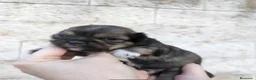 Chihuahua perros en venta: Chihuahas cabeza de manzana - Anuncio 17