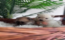Pomerania perros en venta: POMERANIA HEMBRAS - Imagen 7