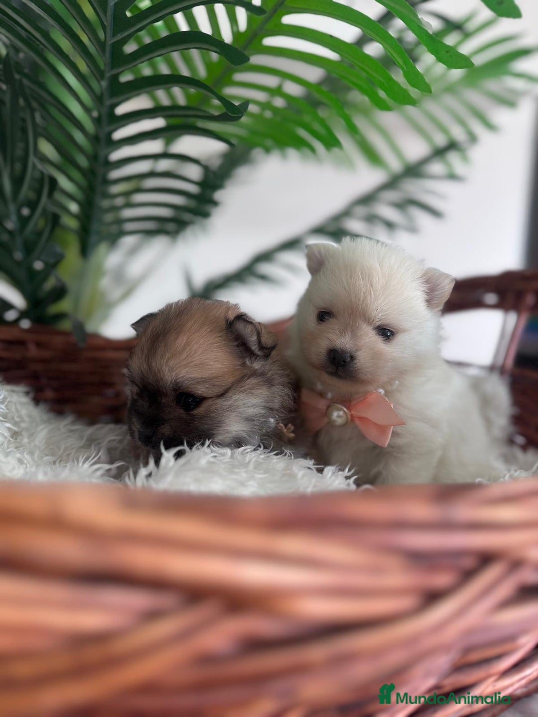 Pomerania perros en venta: POMERANIA HEMBRAS - Imagen 7