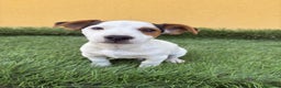 Jack Russell Terrier perros en venta: Jack russell macho tricolor  - Anuncio 2
