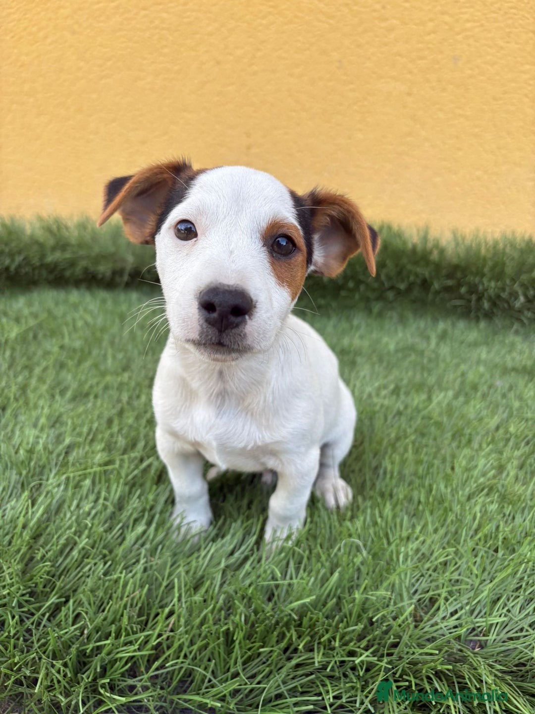 Jack Russell Terrier perros en venta: Jack russell macho tricolor  - Imagen 2