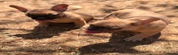Bulldog Francés perros en venta: BULLDOG FRANCÉS FAWN DISPONIBLES - Anuncio 3
