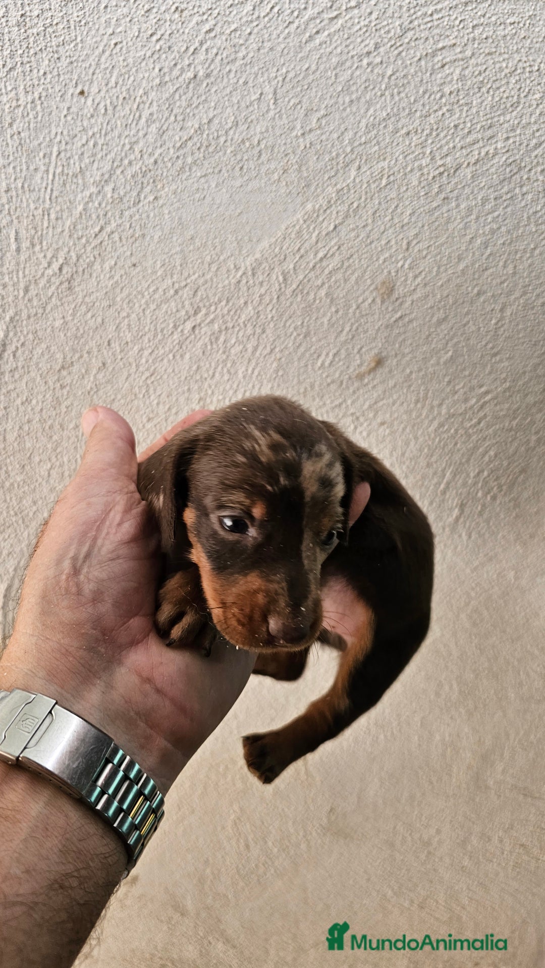 Teckel perros en venta: Teckel  canichen  - Imagen 5