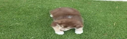 Husky Siberiano perros en venta: Husky rojos y chocolate tricolor - Anuncio 8