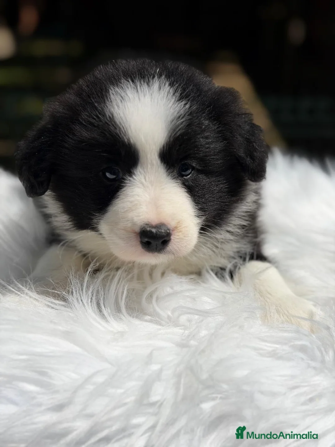 Border Collie perros en venta: BORDER COLLIE BICOLOR MACHO - Anuncio 2