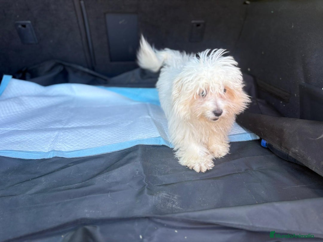 Bichón Maltés perros en venta: Bichon maltés hembra  - Imagen 4