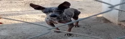 Pinscher Miniatura perros en venta: Excelentes cachorros Pinscher  - Anuncio 2