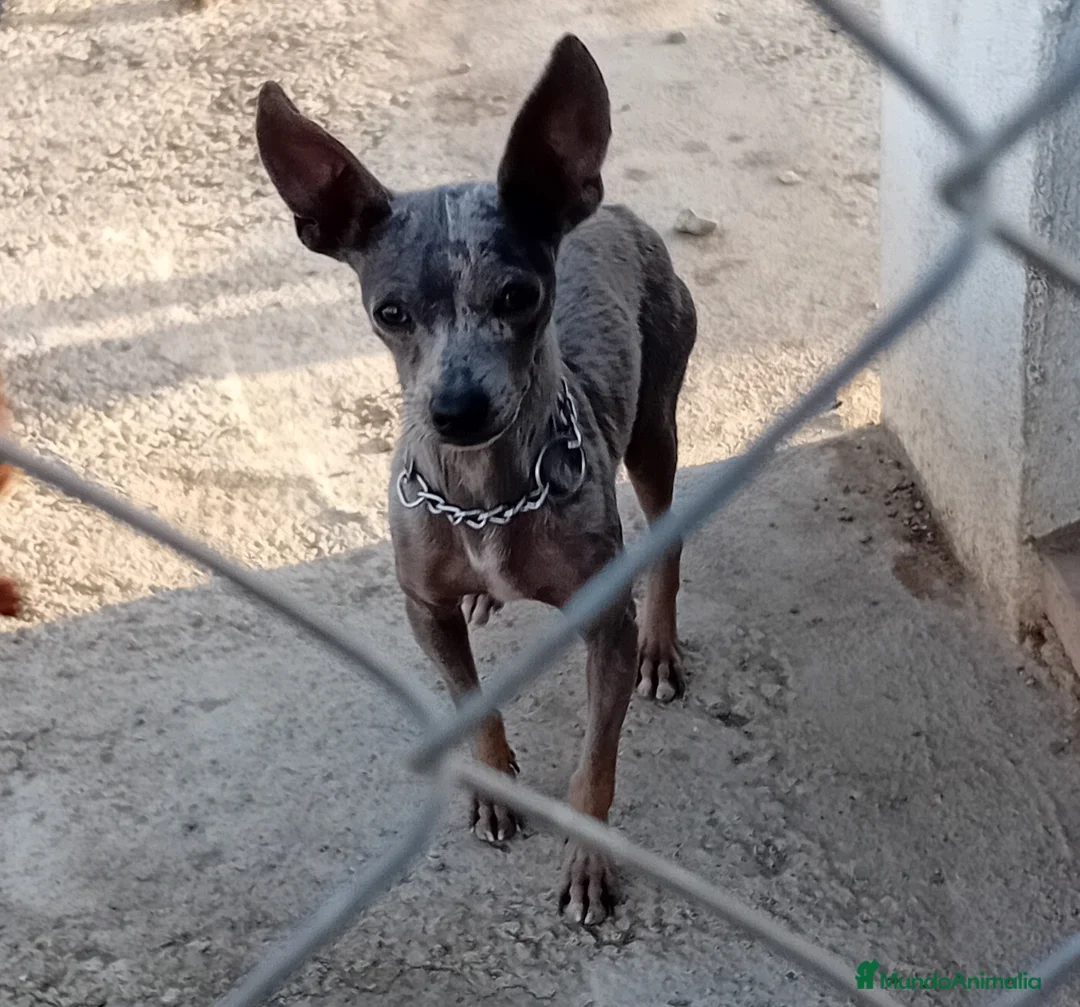 Pinscher Miniatura perros en venta: Excelentes cachorros Pinscher  - Anuncio 2