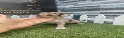 Chihuahua perros en venta: Chihuahua merle - Anuncio 1