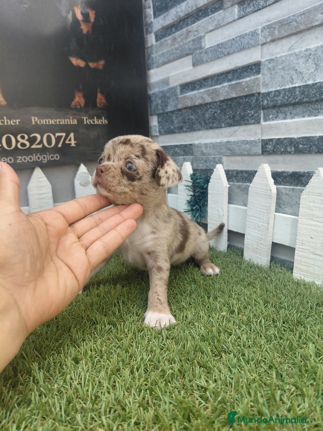 Chihuahua perros en venta: Chihuahua merle - Anuncio 1