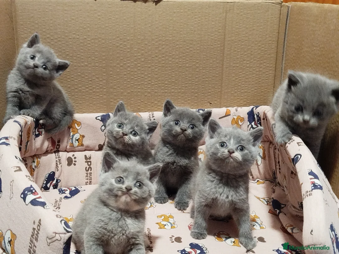 Británico de Pelo Corto gatos en venta: British Shorthair, última hembra - Anuncio 1