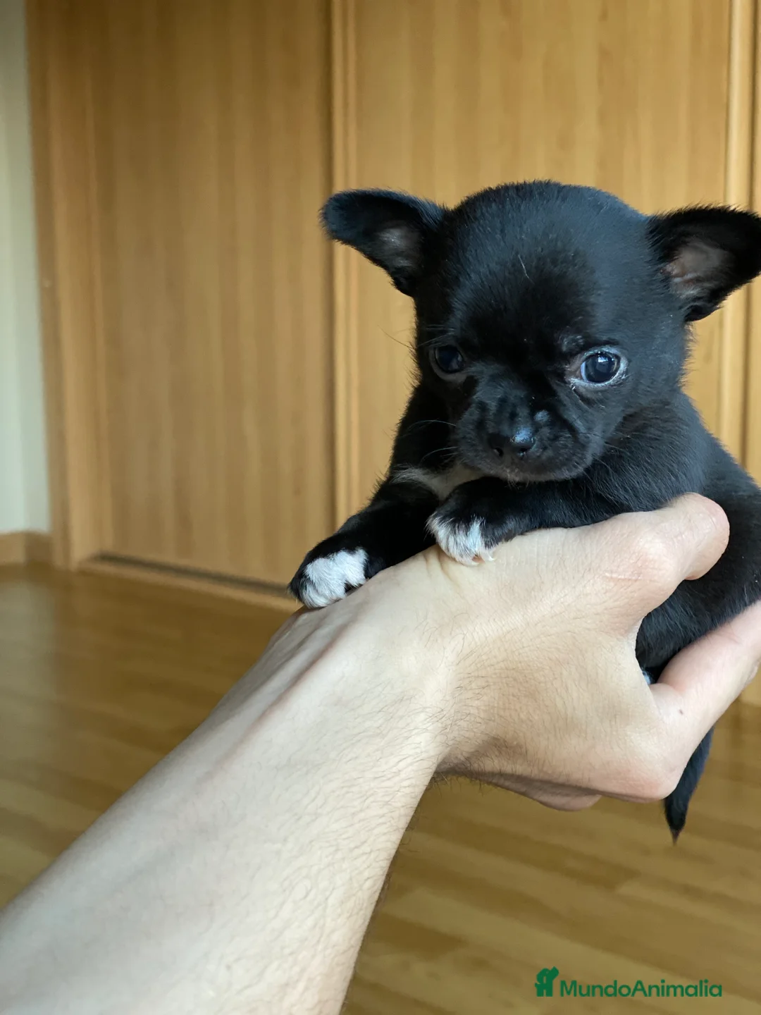 Chihuahua perros en venta: Chihuahuas línea mini !  en Ciudad Real - Anuncio 3