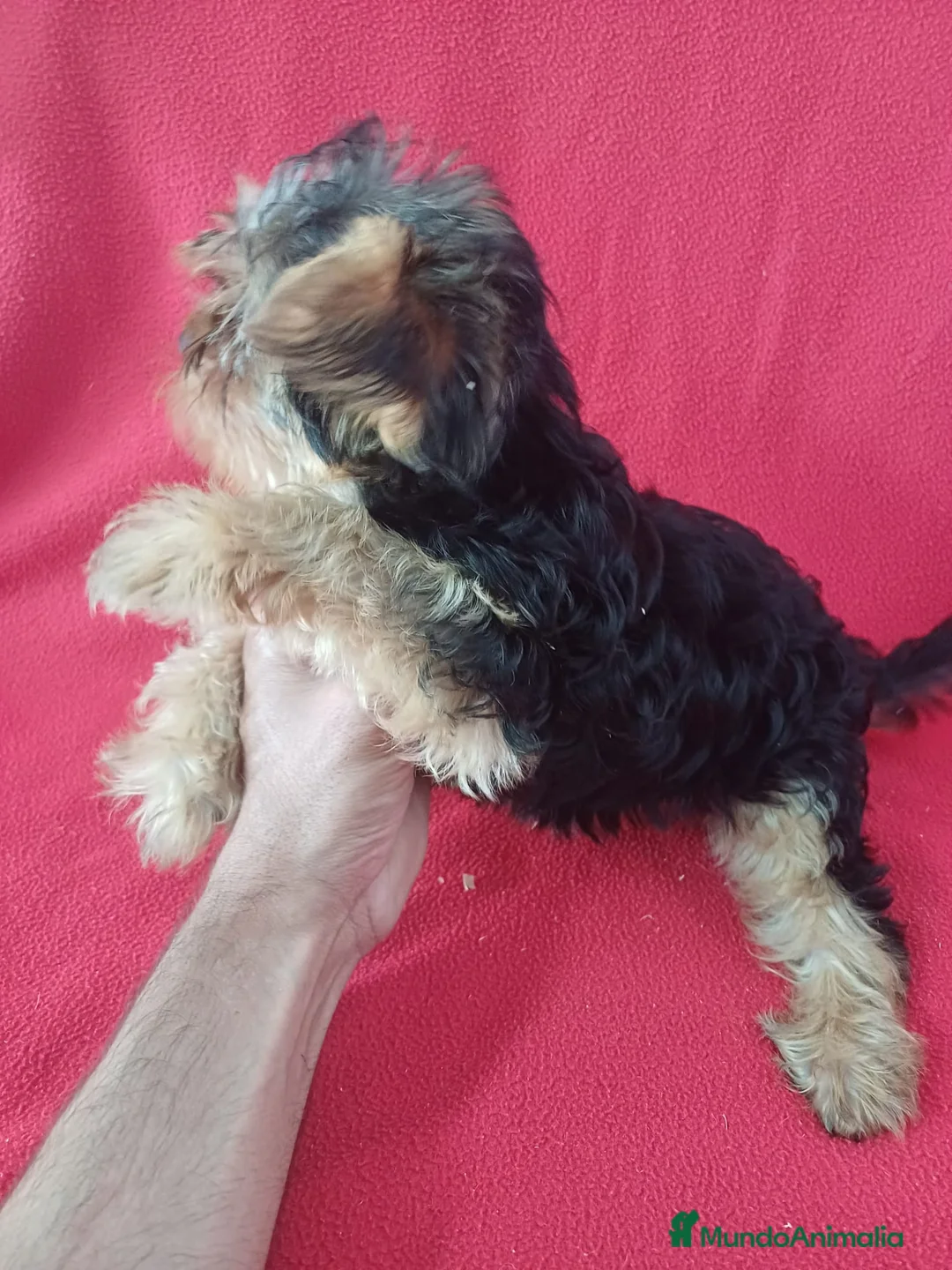 Yorkshire Terrier perros en venta: Yorkshire Terrier Standar  - Anuncio 2