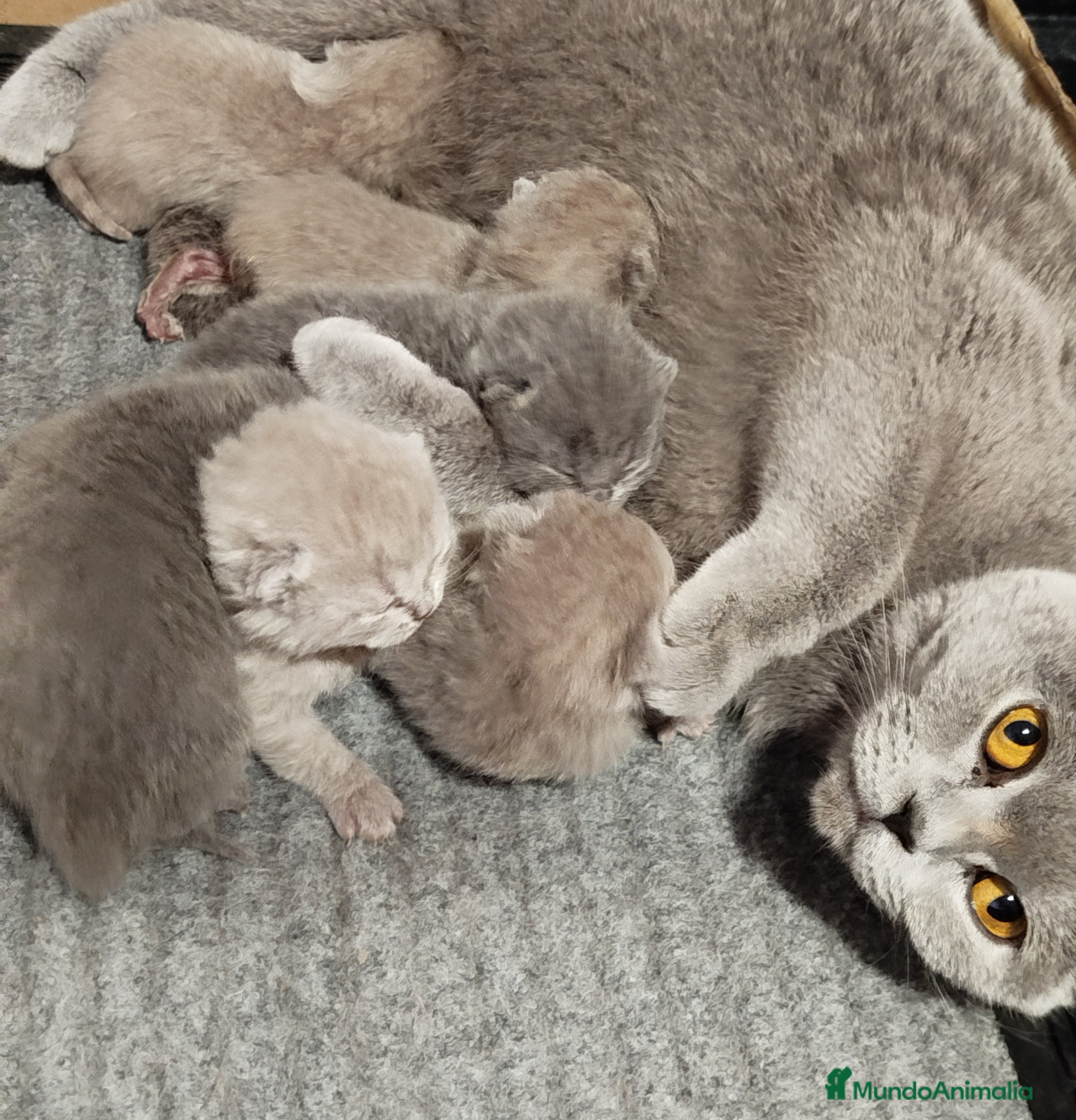 Británico de Pelo Corto gatos British Shorthair azules y lilac - Anuncio 2