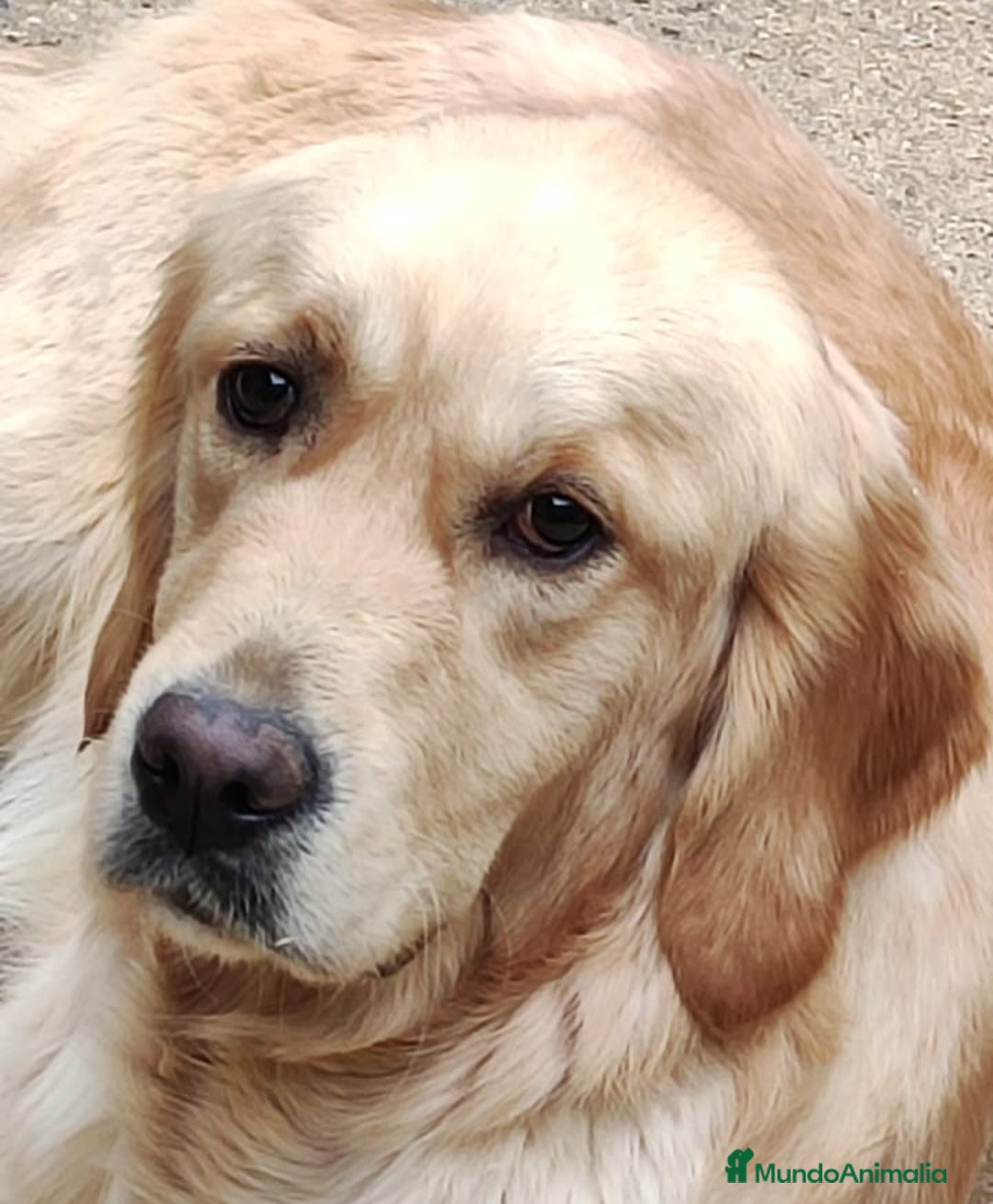 Golden Retriever perros en venta: Golden Retriever - Anuncio 3