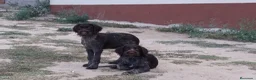 Braco Alemán de Pelo Duro perros en venta: Cachorros de Drahthaar  - Anuncio 3