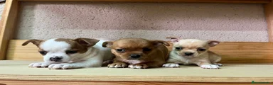 Chihuahua 3