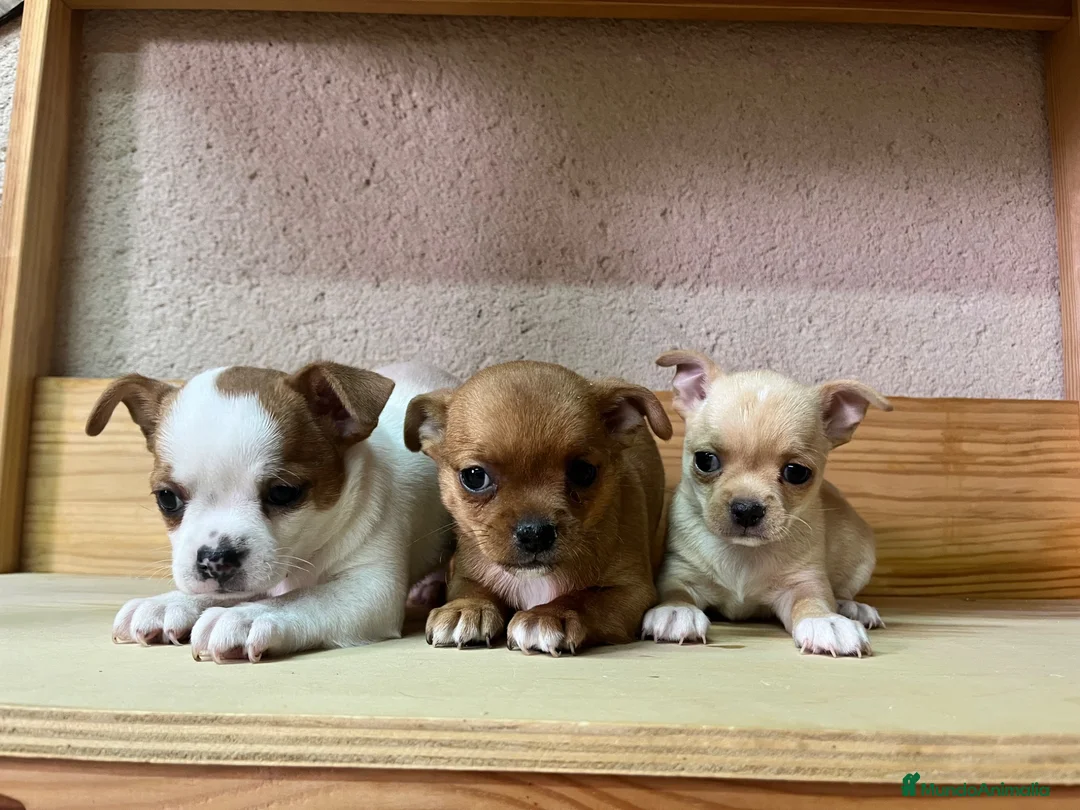 Chihuahua perros en venta: Chihuahuas  - Anuncio 2